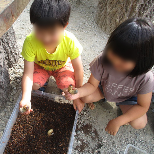 カブトムシ幼虫つかみ取り