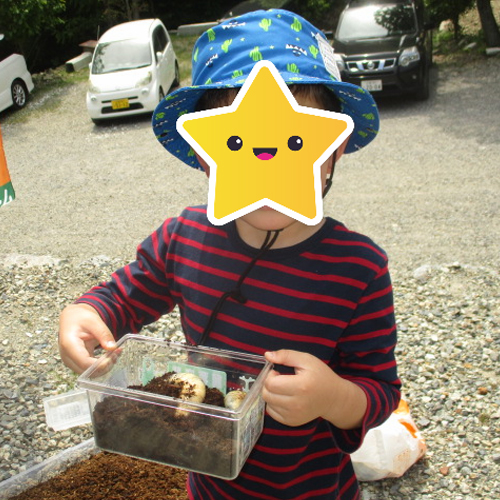 カブトムシ幼虫つかみ取り